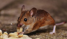 24 Hour & Emergency Exterminators in Glenwood, NC